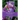 The Book of the Iris