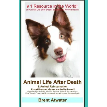 Animal Life After Death & Animal Reincarnation: Pet Loss Answers for all your heart's Questions!