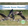 Canada Goose Migration