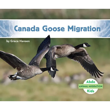 Canada Goose Migration