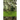 The Green Man