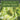 Nature Gifts of the Soursop leaves (graviola leaves)