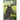 Rocket: The Miniature Morgan Horse