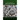 Cotton in Augusta