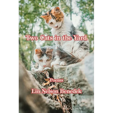 Two Cats in the Yard