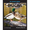My Favorite Animal: Ducks