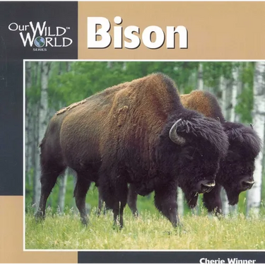 Bison