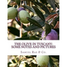 The Olive In Tuscany: Some Notes and Pictures