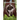 The Sasquatch People and Their Interdimensional Connection