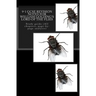 9-1 GCSE REVISION NOTES for WILLIAM GOLDING'S LORD OF THE FLIES: Study guide (All chapters, page-by-page analysis)