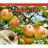 An Apple's Life