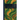 Sahara