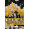 Daffodils in Winter