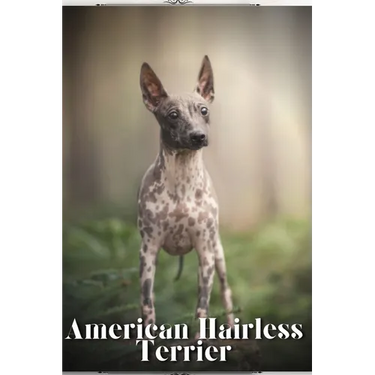 American Hairless Terrier: Dog breed overview and guide