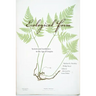 Ecological Form: System and Aesthetics in the Age of Empire
