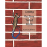 Tommy the Blue Tailed Skink