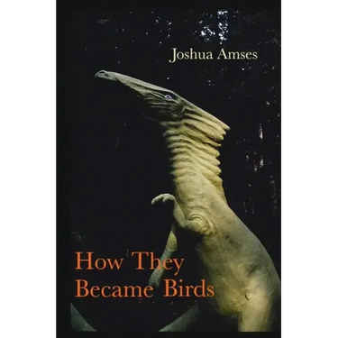 How They Became Birds