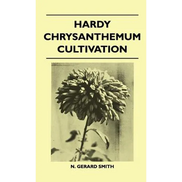 Hardy Chrysanthemum Cultivation