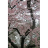 Haikus of All Seasons IV: Flora