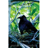 A Birder's Guide to Florida