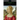 The Wife