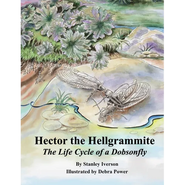 Hector the Hellgrammite: The Life Cycle of a Dobsonfly