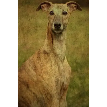 Whippet: Whippet