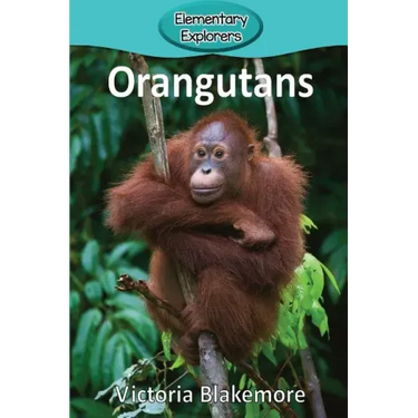 Orangutans