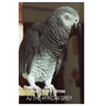 AJ The African Grey