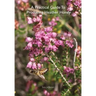 A Practical Guide To Producing Heather Honey