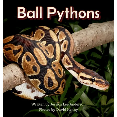 Ball Pythons