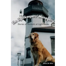 The Lightkeepers' Menagerie: Stories of Animals at Lighthouses