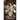 The White Lily