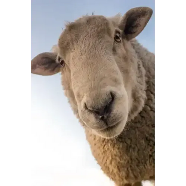 Sheep: Domestic Sheep Are Quadrupedal, Ruminant Mammals Typically Kept as Livestock. Like Most Ruminants, Sheep Are Members o