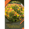 Crassula ovata (Jade plant): Plant Guide