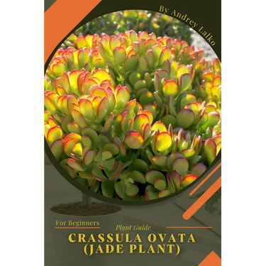 Crassula ovata (Jade plant): Plant Guide