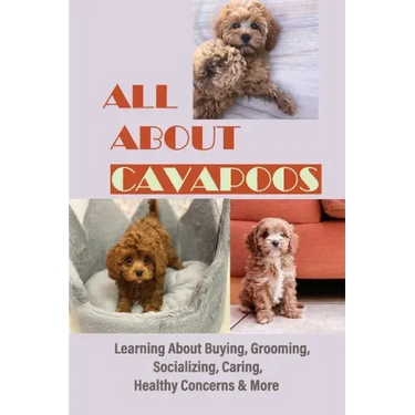 All About Cavapoos: Learning About Buying, Grooming, Socializing, Caring, Healthy Concerns & More: How To Breed Cavapoo