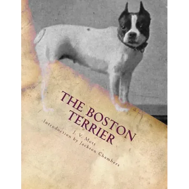The Boston Terrier