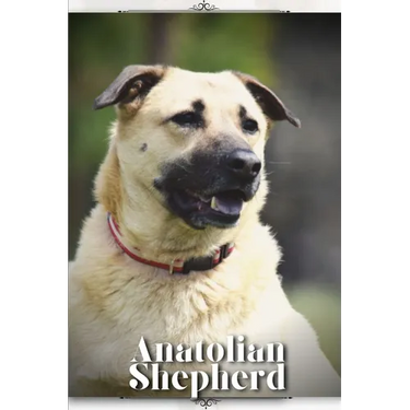 Anatolian Shepherd: Dog breed overview and guide