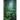 Of the Forest