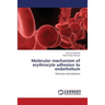 Molecular Mechanism of Erythrocyte Adhesion to Endothelium