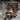 Raccoon: Aakash and Adithya's Wild Facts