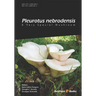 Pleurotus Nebrodensis: A Very Special Mushroom