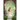 A Midsummer's Kiss