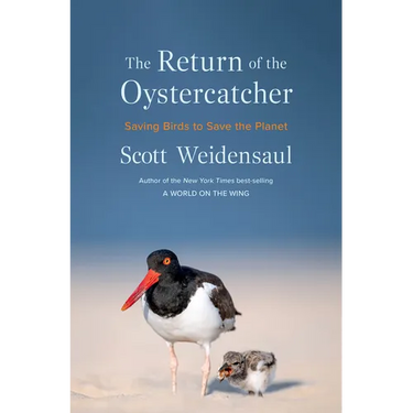 The Return of the Oystercatcher: Saving Birds to Save the Planet