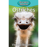 Ostriches