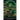 The Grand Pantry: A Serpent's Hungry Embrace