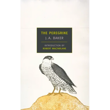 The Peregrine