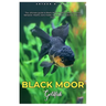 Black Moor Goldfish: The ultimate guide to Black Moor Goldfish care, breeding, behavior, health, tank mates, socialization, nutrition and lots more.