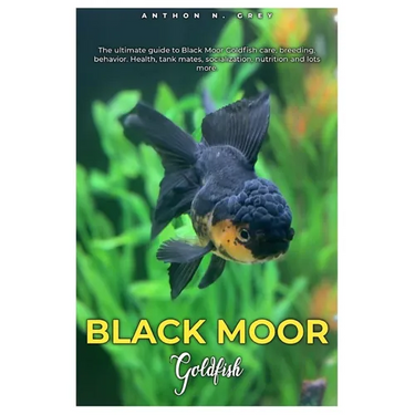 Black Moor Goldfish: The ultimate guide to Black Moor Goldfish care, breeding, behavior, health, tank mates, socialization, nutrition and lots more.